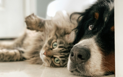 Pet-Friendly Floors: Best Options for Homes with Furry Friends